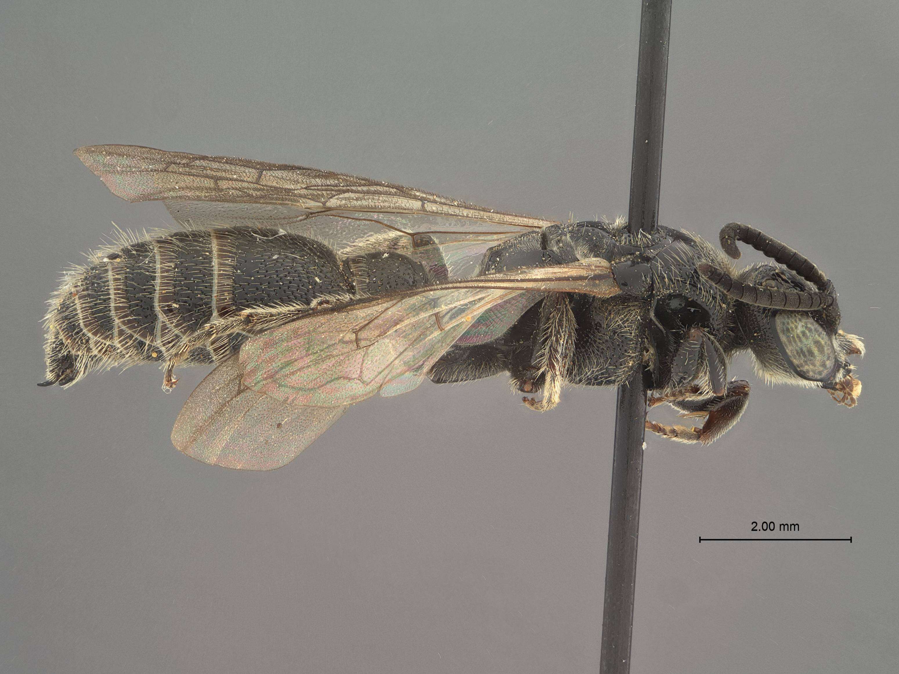 Image of Tiphiidae