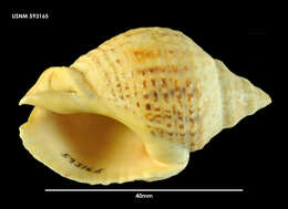 Image of Cominella adspersa (Bruguière 1789)