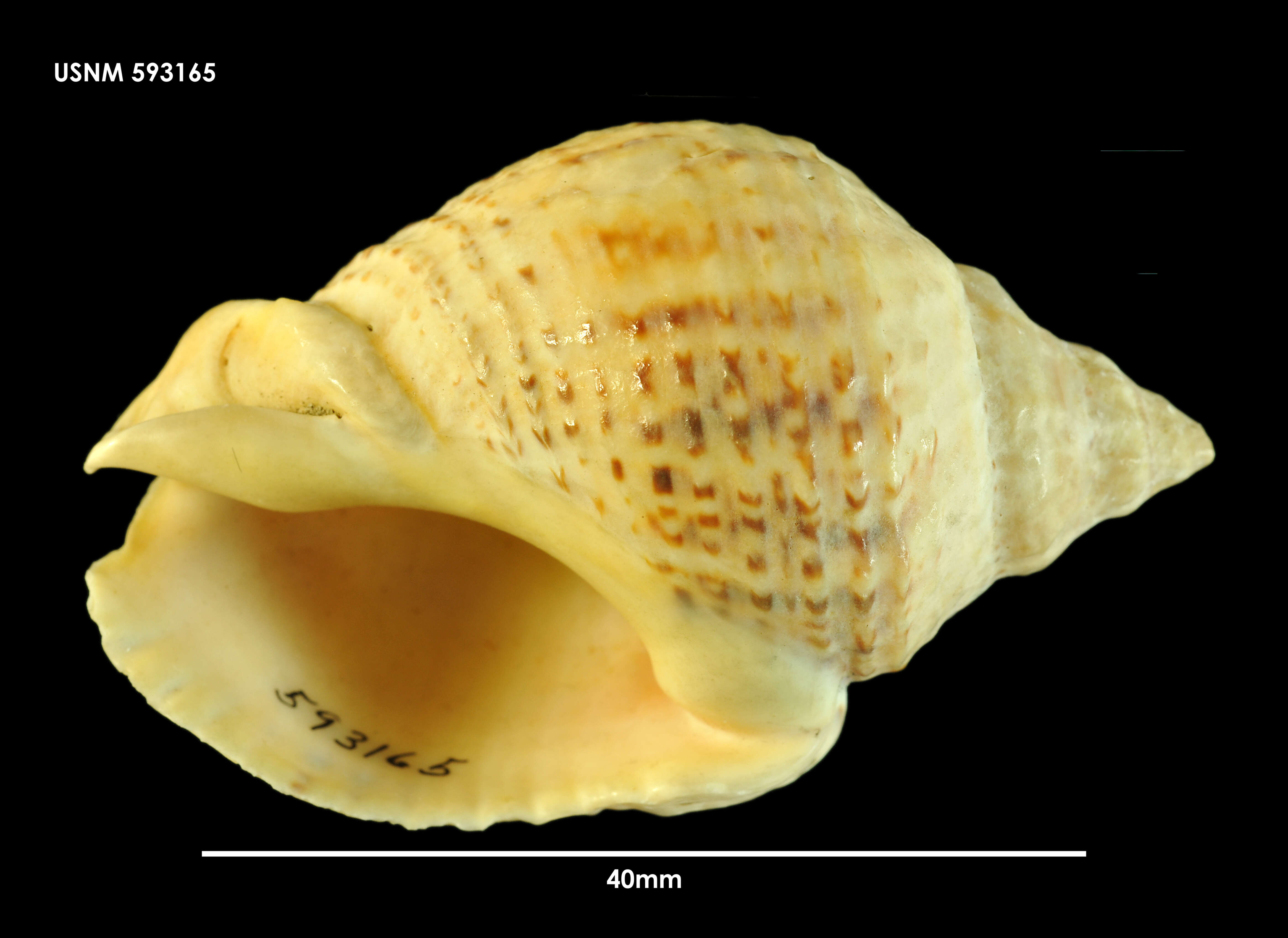 Image of Cominella adspersa (Bruguière 1789)