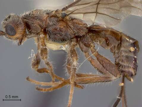 Image of Doryctes eucrinus Marsh 1969