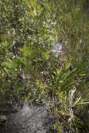 Image of Pale grass-pink