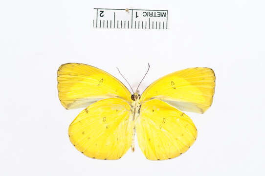 Image of Eurema nicevillei (Butler 1898)