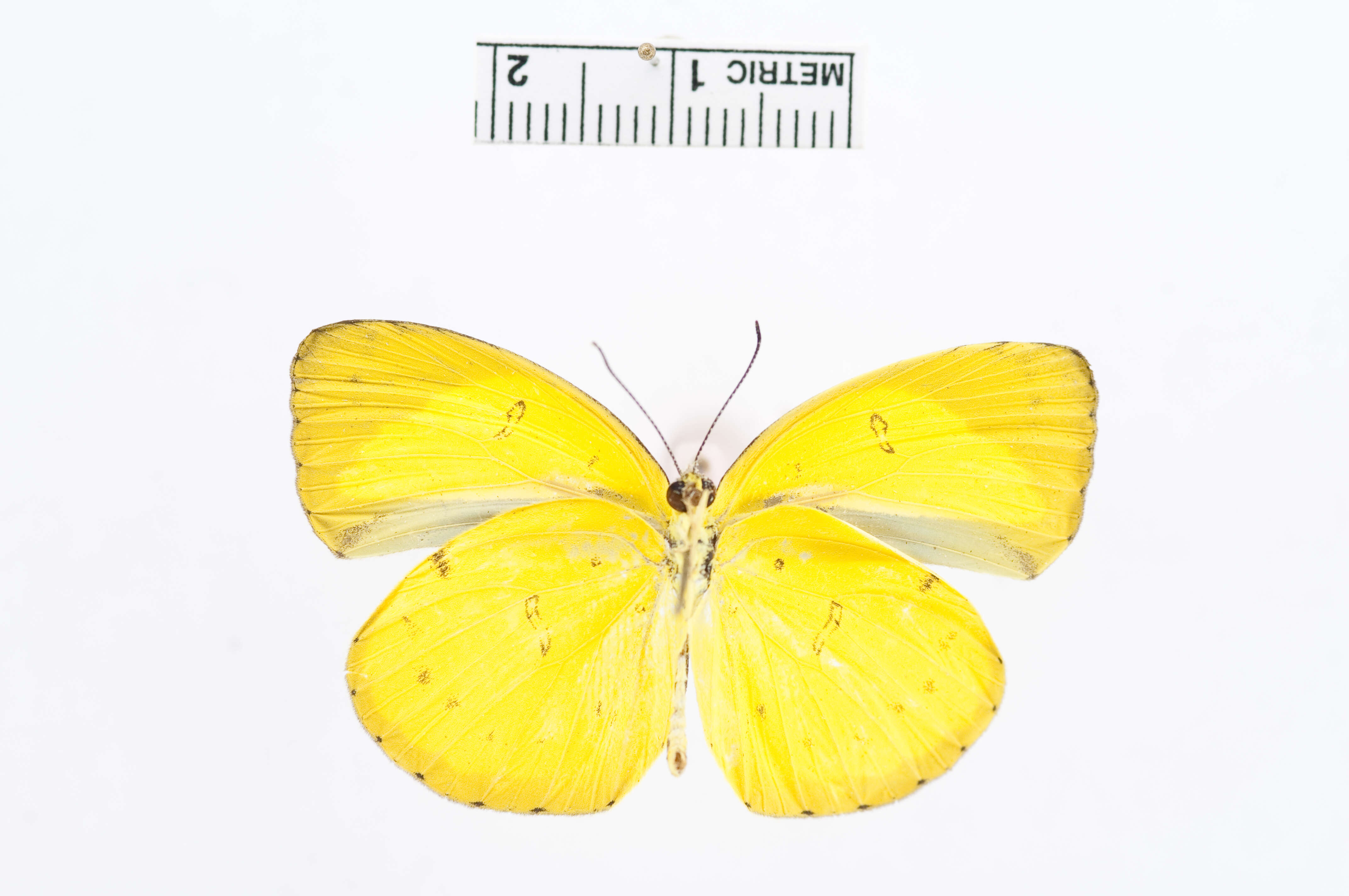 Image of Eurema nicevillei (Butler 1898)