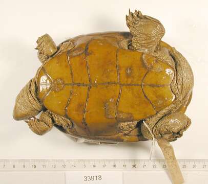 Image of Malaclemys terrapin littoralis (Hay 1904)