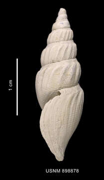 Image of Antarctospira angusteplicata (Strebel 1905)