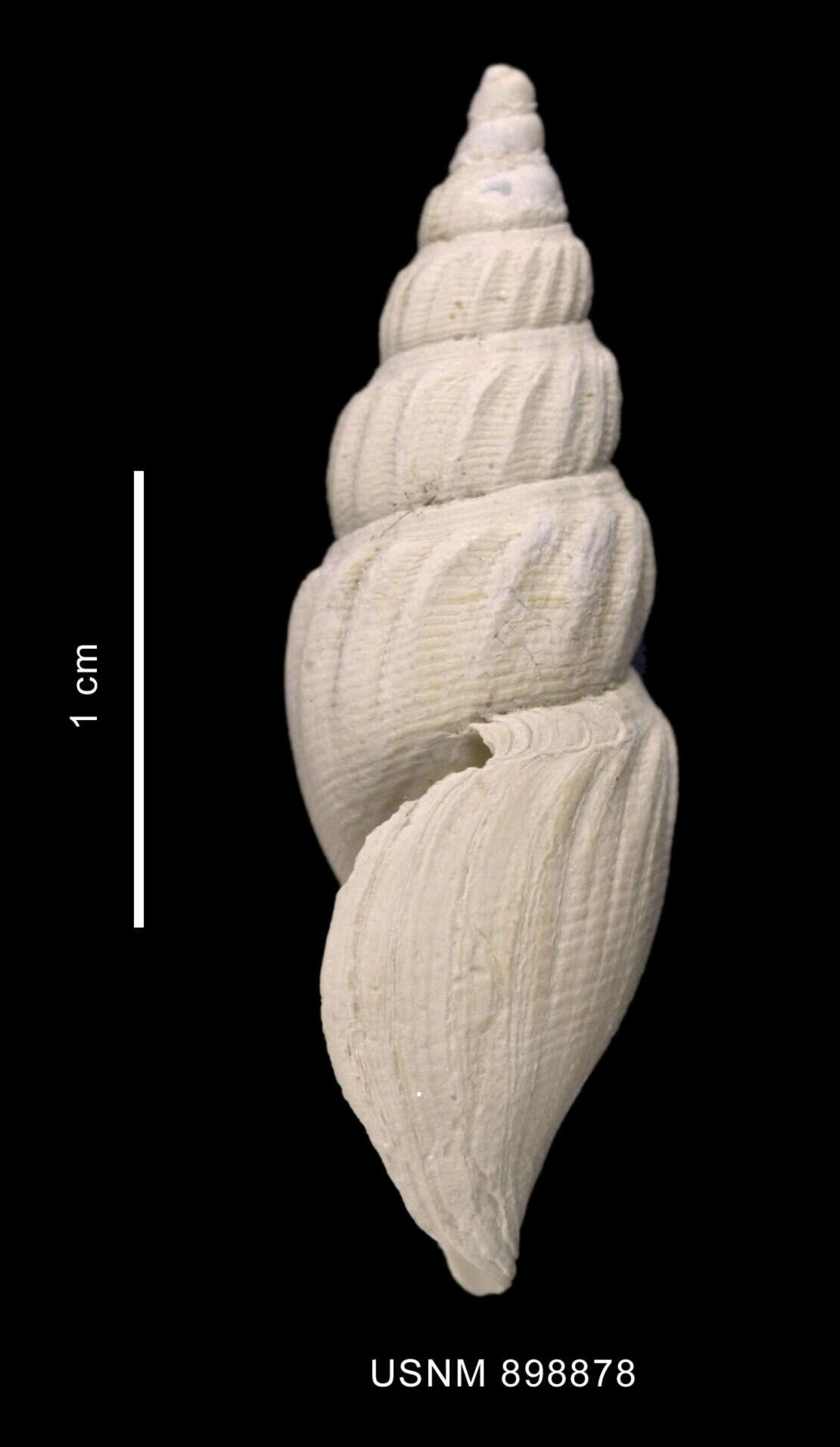 Image of Antarctospira angusteplicata (Strebel 1905)