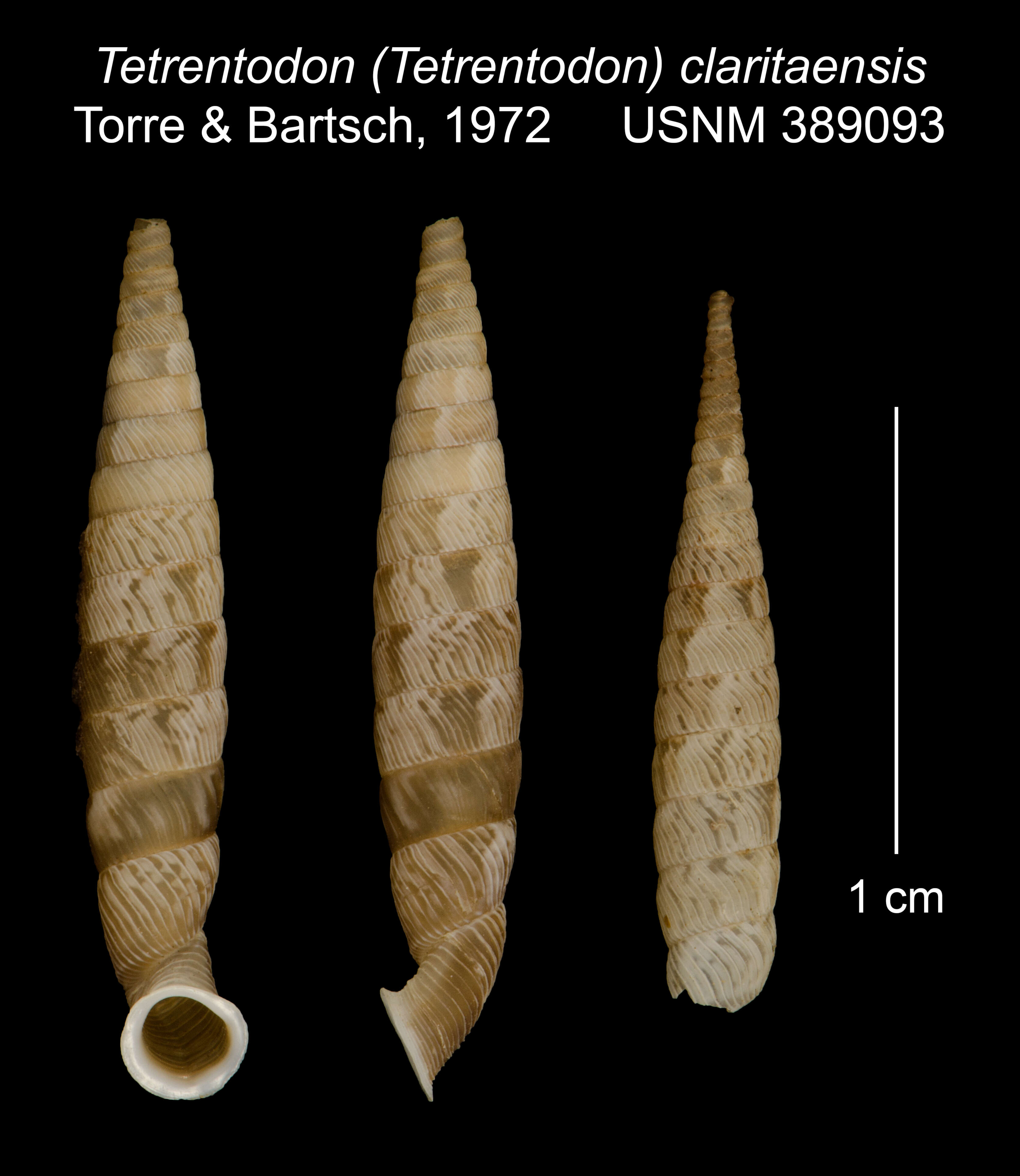 Image of Tetrentodon claritaensis C. de la Torre & Bartsch 1972