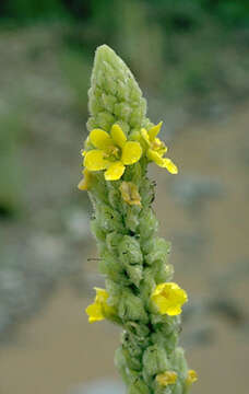 Image of Great Mullein