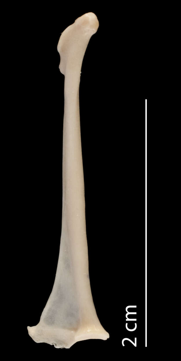 Image of Mesitornis variegata (I. Geoffroy Saint-Hilaire 1838)