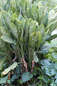 Image of dumbcane