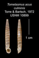 Imagem de Tomelasmus acus culminis C. Torre & Bartsch 1972