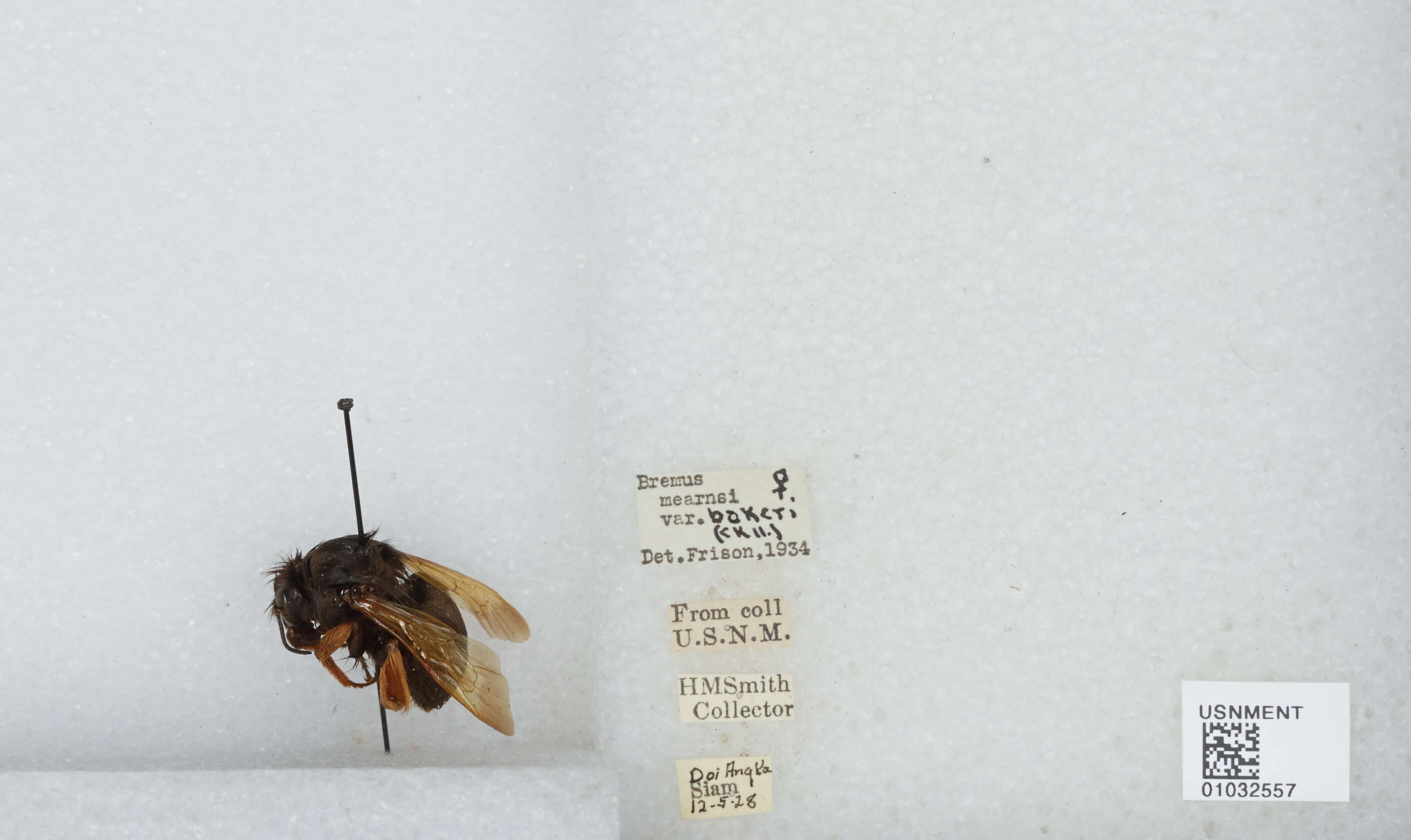 Image of Bombus flavescens Smith 1852