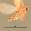 Image de Euryischomyia flavithorax Girault & Dodd 1915