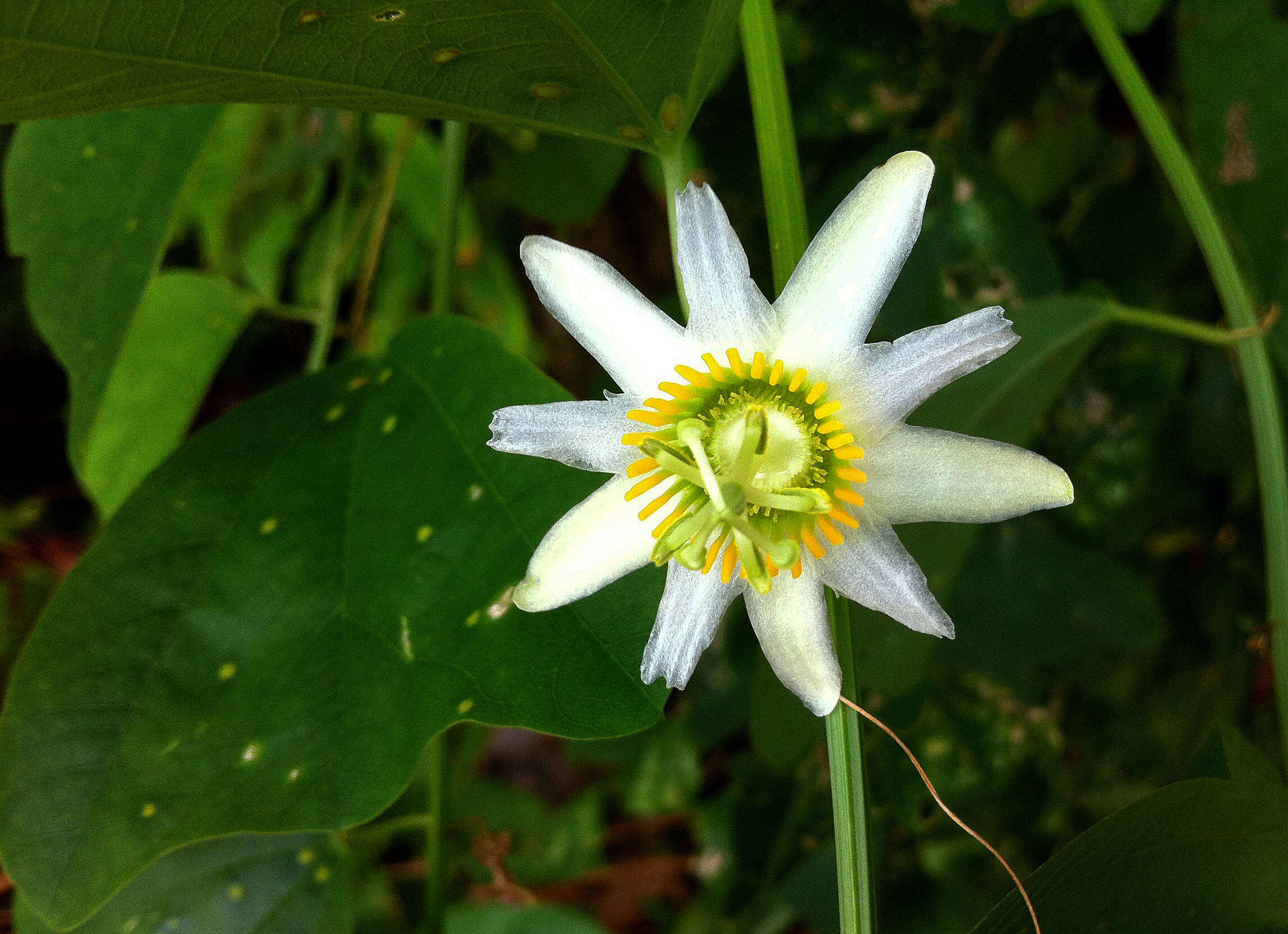 Image of twoflower passionflower