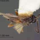 Image of Aspilota bucculatricis Fischer 1969