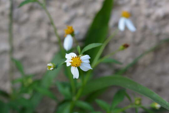 Image de Bidens alba var. radiata (Sch. Bip.) Ballard