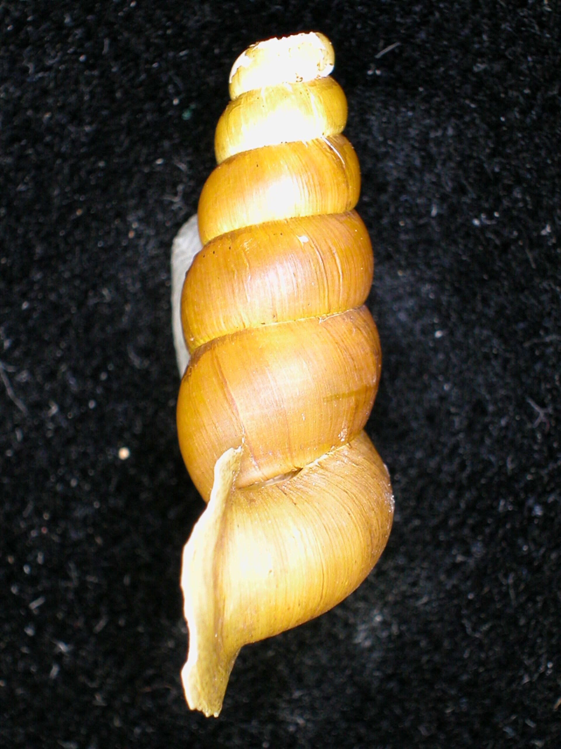 Image of Tomocyclus simulacrum (Morelet 1849)