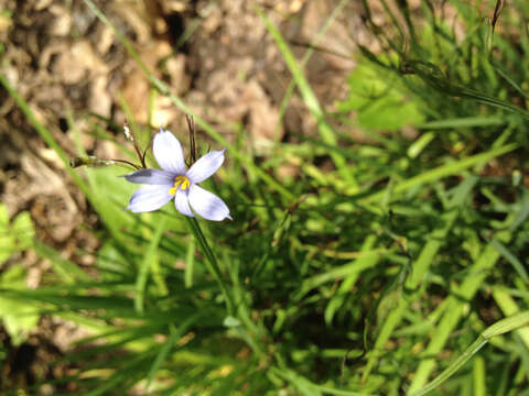 Image of Sisyrinchium L.