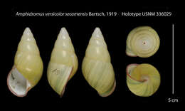 Image of Amphidromus versicolor secamensis Bartsch 1919