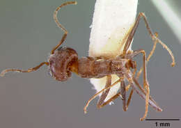 Image of Iridomyrmex gracilis minor Forel 1915