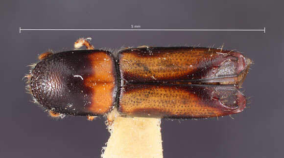 Image of Monarthrum intermedium Schedl 1970