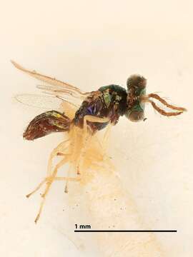 Image of Parasitoid wasp