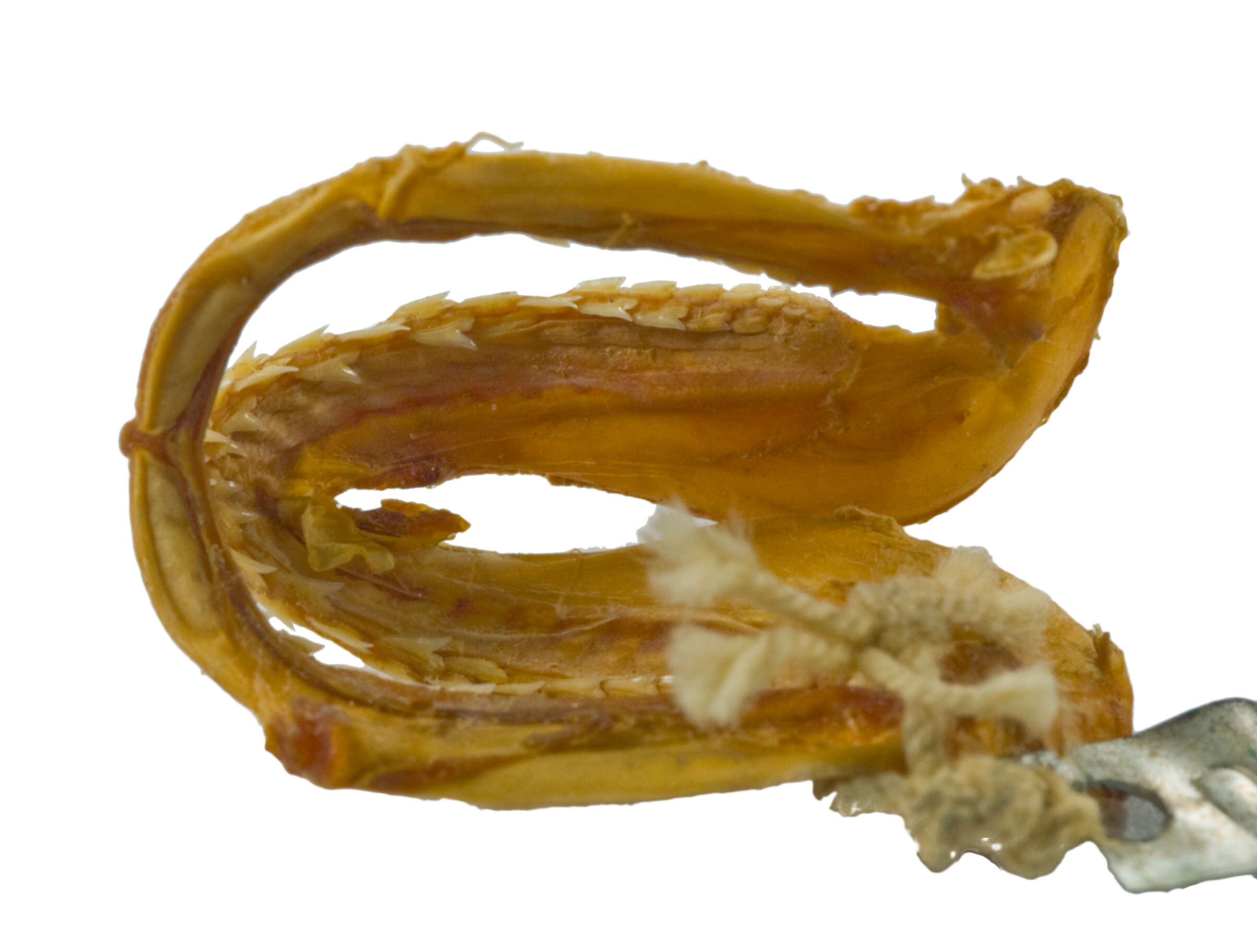 Image of Carcharhinidae