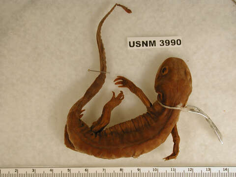 Image of Ambystoma mavortium Baird 1850