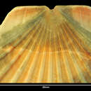 Image de Pecten benedictus Lamarck 1819