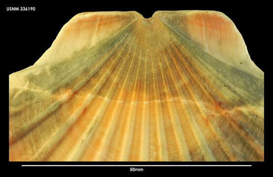 Image de Pecten benedictus Lamarck 1819