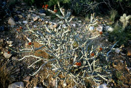 Image of Pencil Cholla