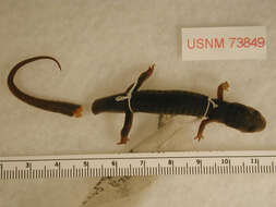 Image of Plethodon metcalfi Brimley 1912