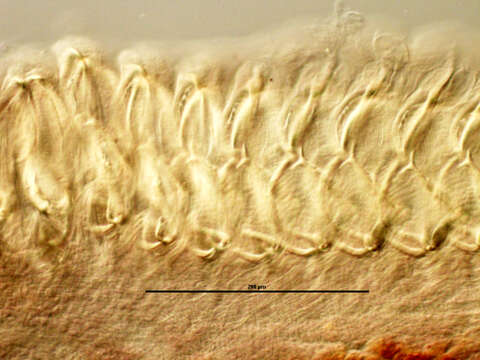 Zeuxapta seriolae (Meserve 1938) Price 1962 resmi