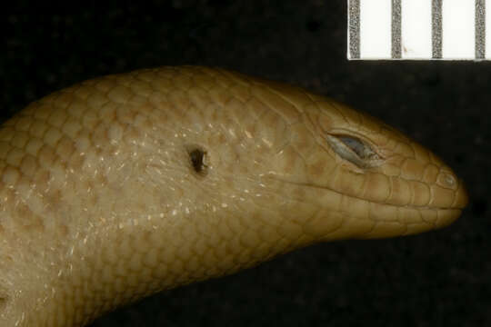 Image of Sri Lankan Supple Skink