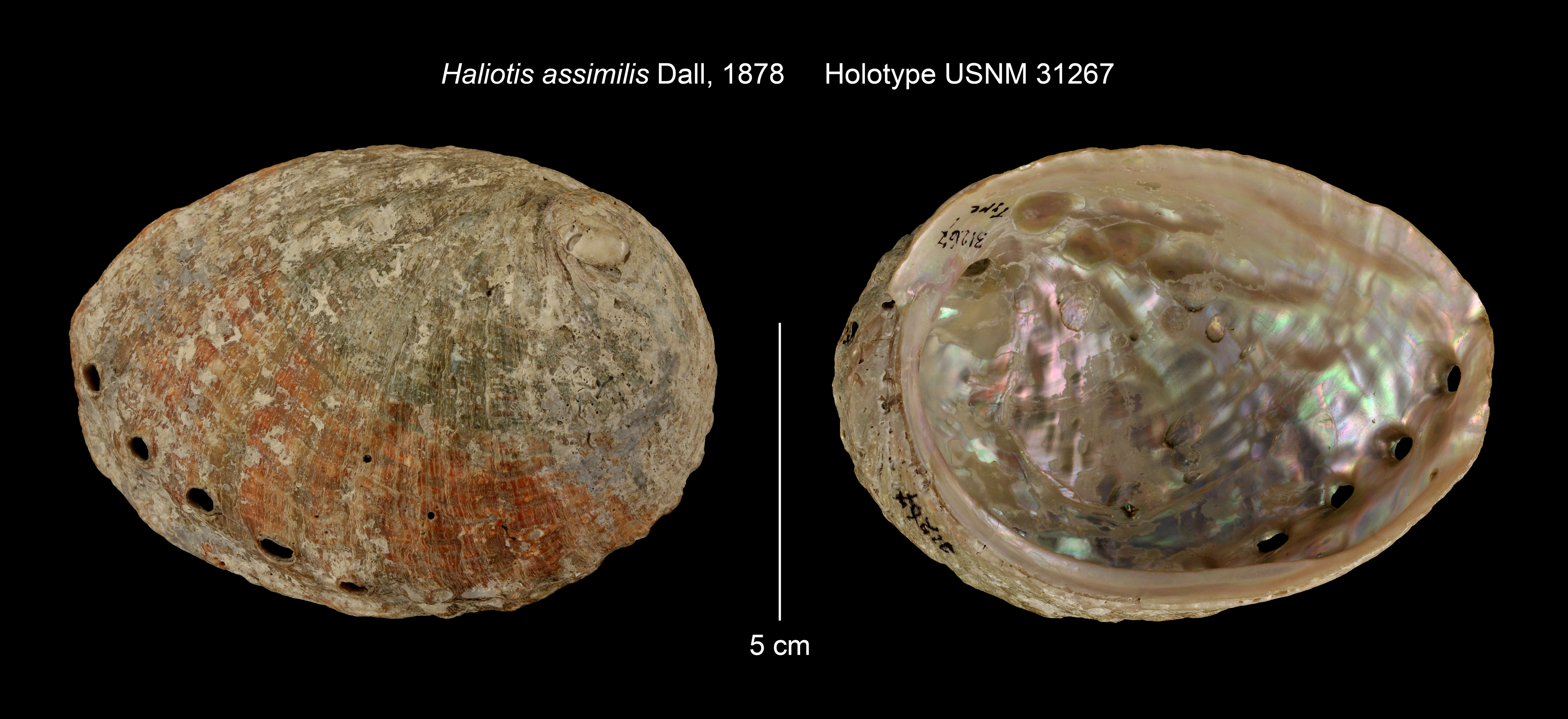 Image of Northern Abalone