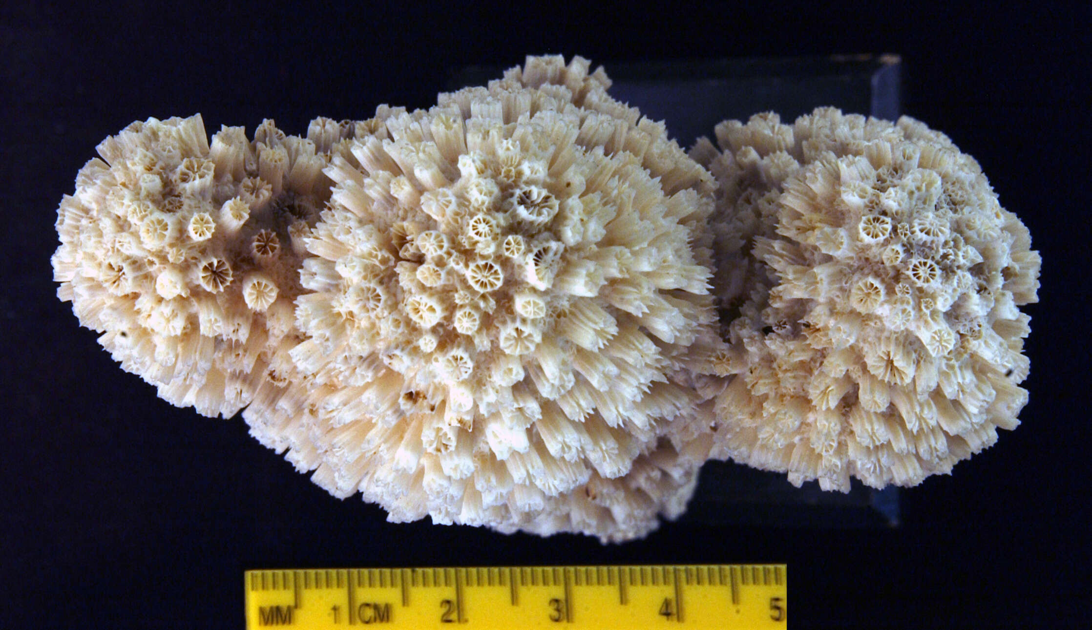 Image of Galaxea coral