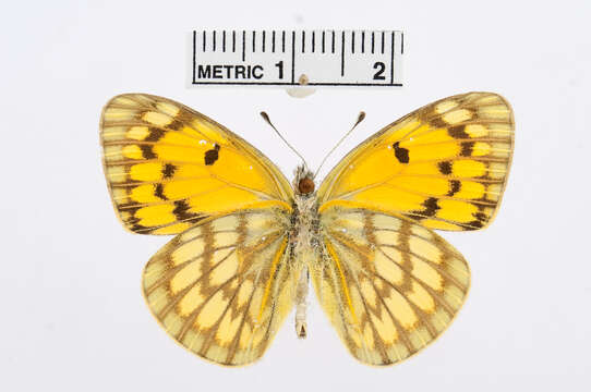 Image of Colotis aurigineus (Butler 1883)