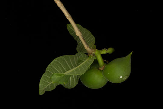 Image de Tabernaemontana odontadeniiflora A. O. Simões & M. E. Endress