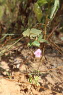 Image of Strophostyles helvola (L.) Elliott