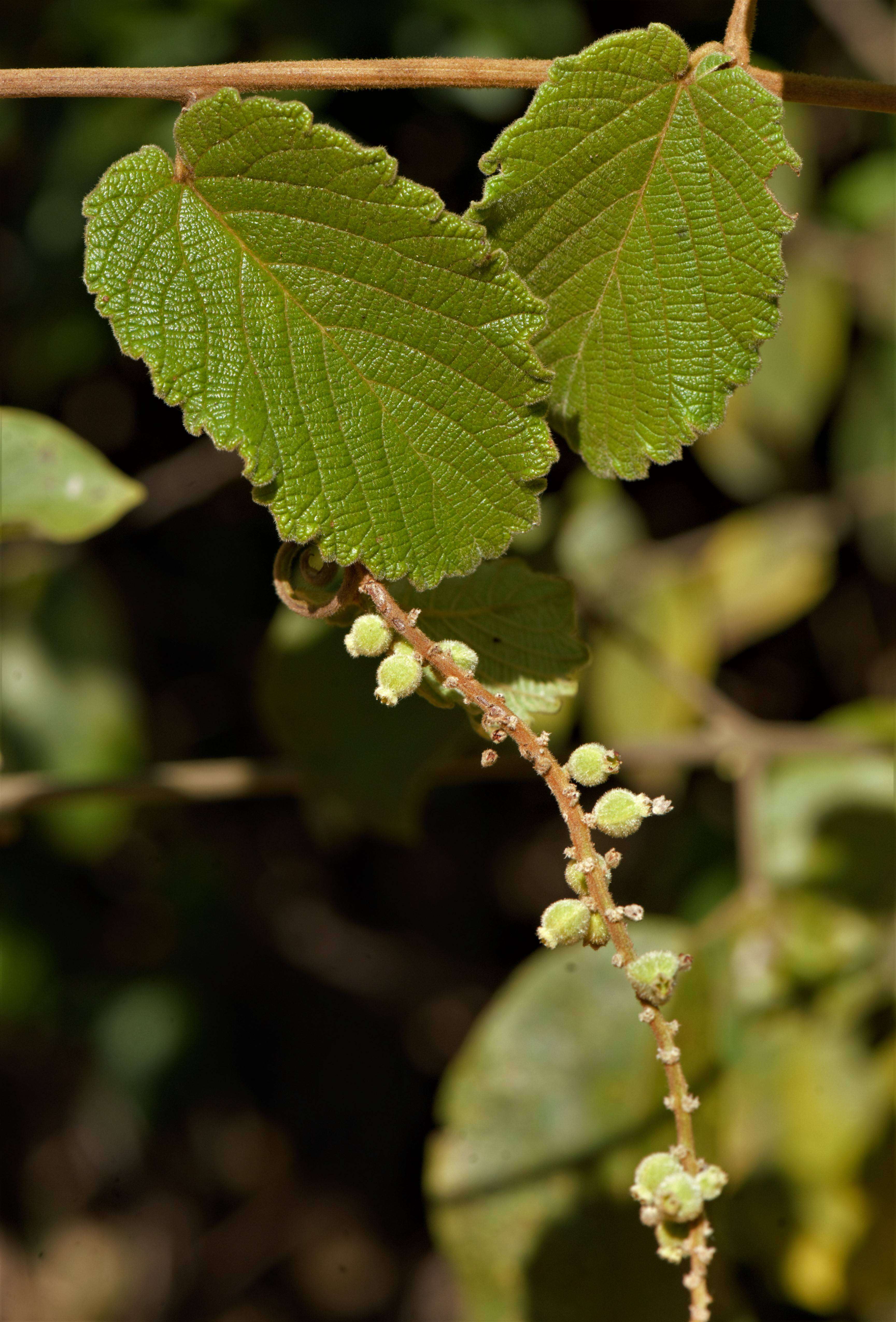 Image of Gouania Jacq.