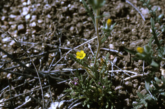 Image of whitestem blazingstar