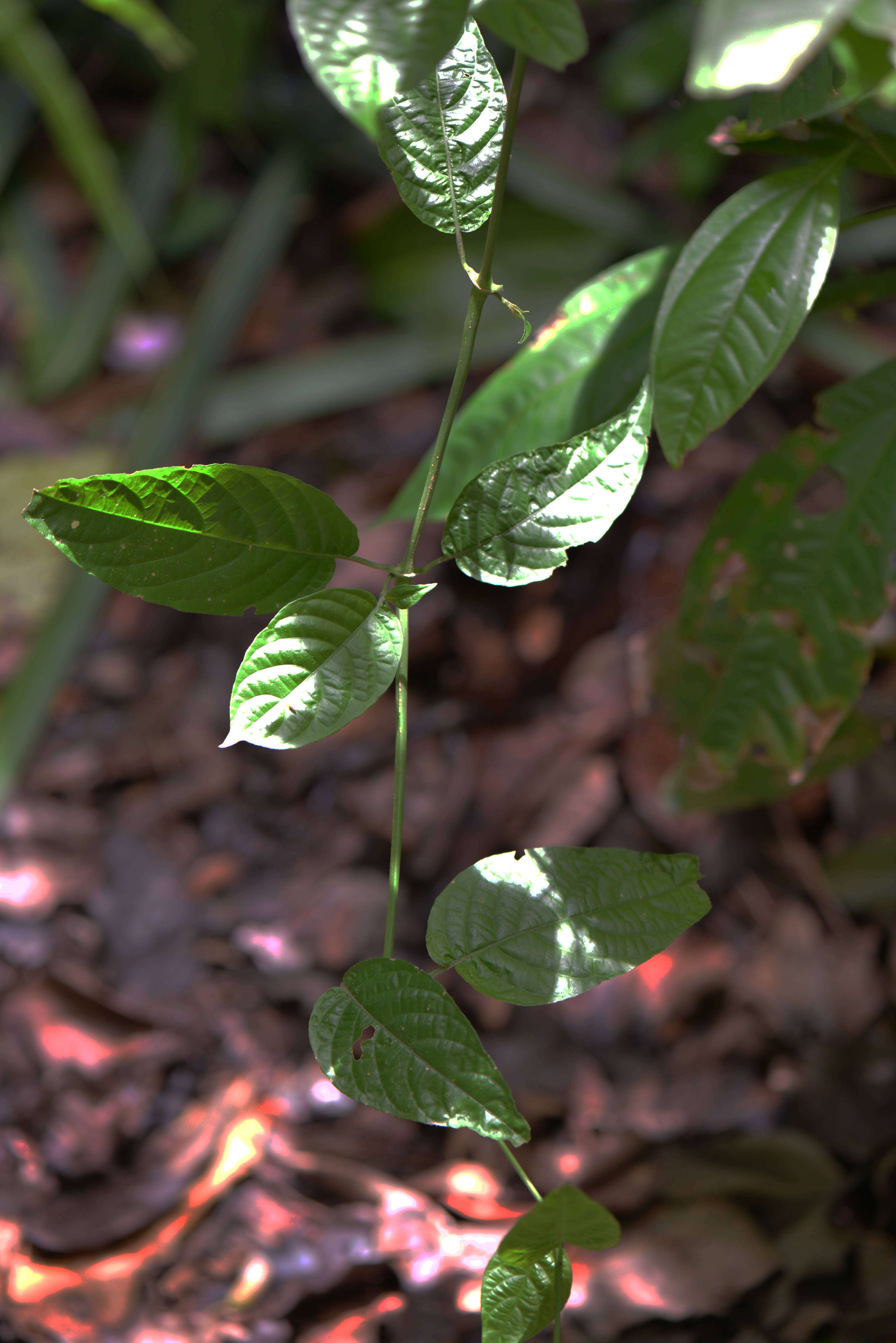 Imagem de Ruellia inflata Rich.