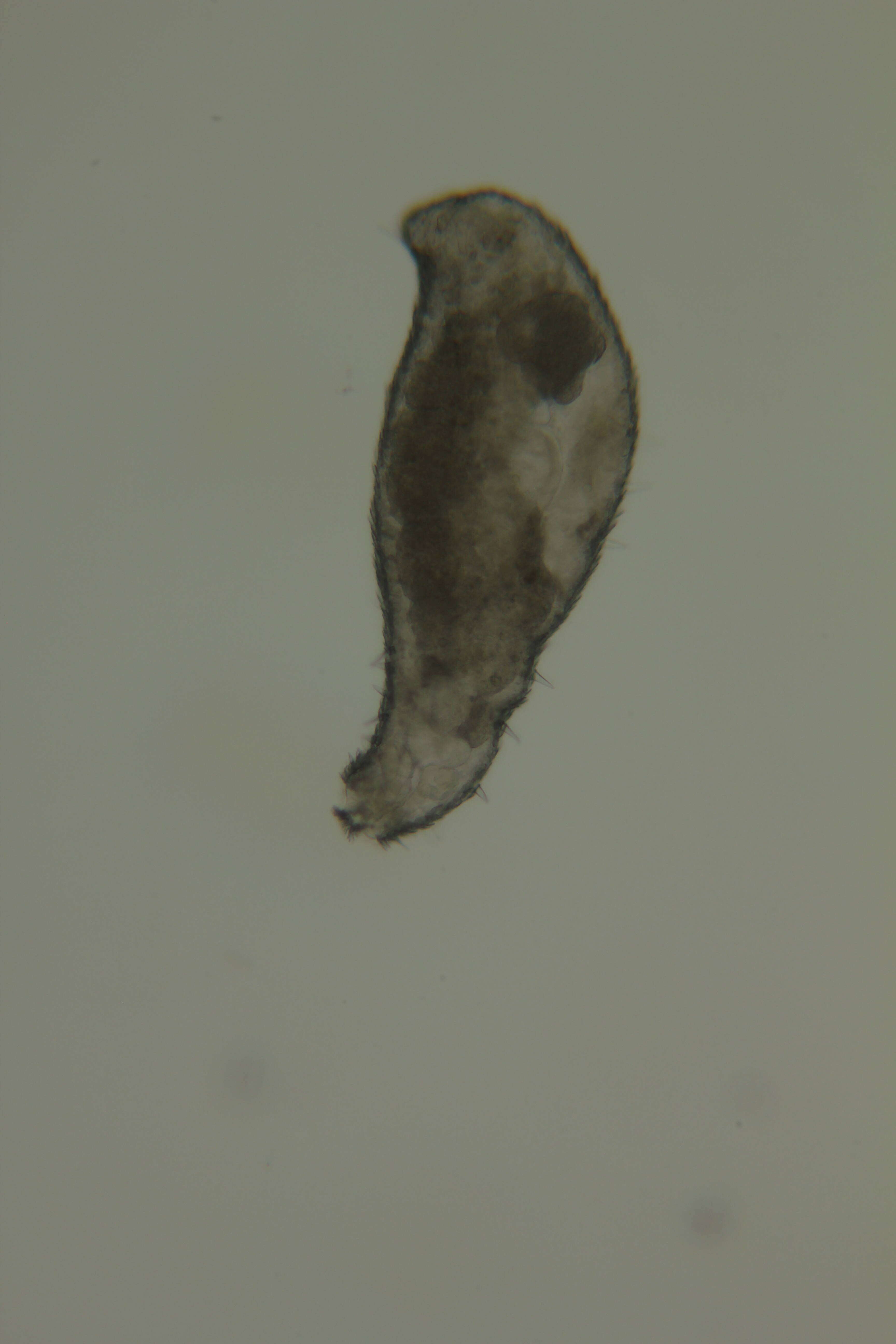 Image of Meiomeniidae