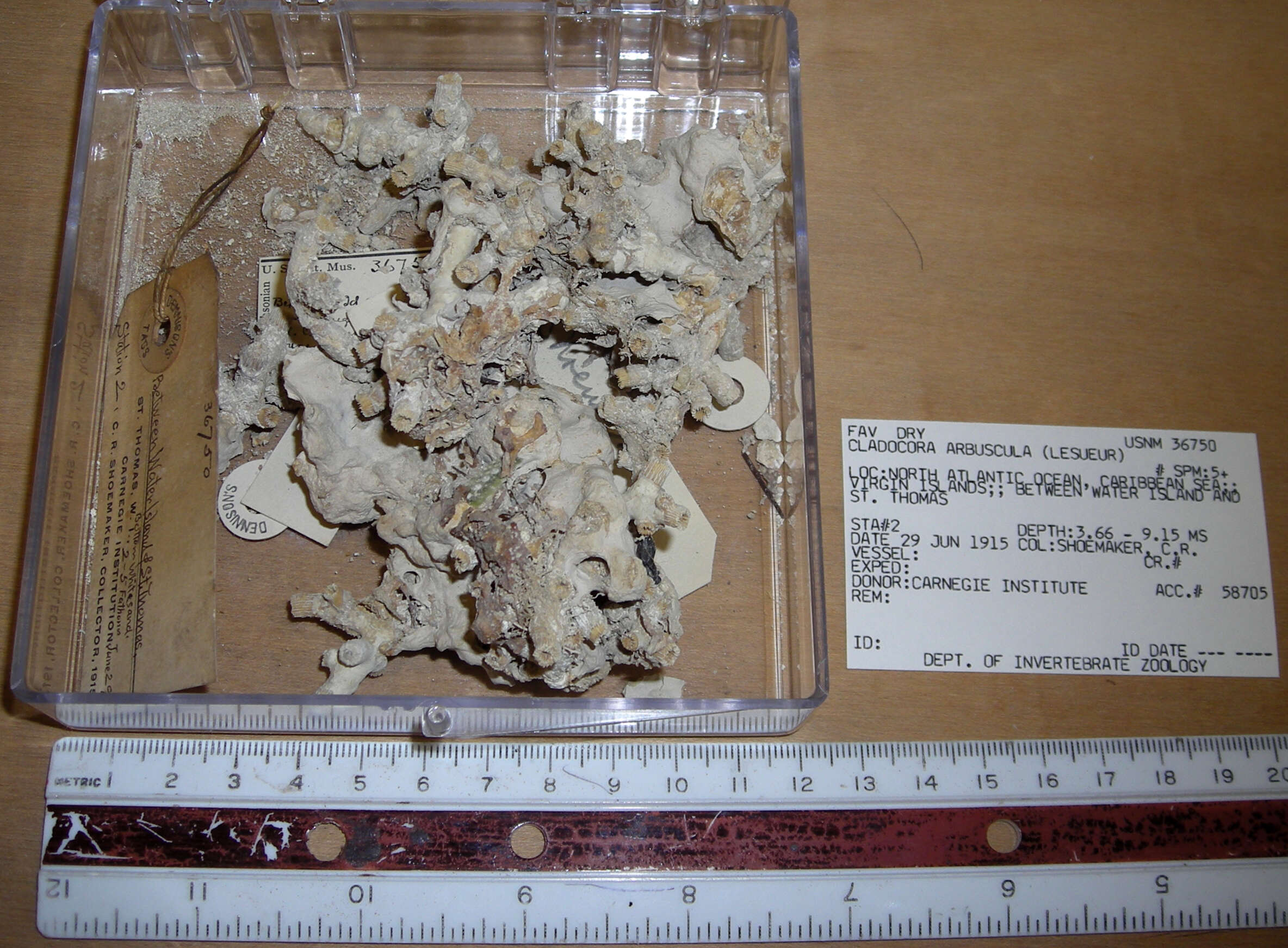 Image de <i>Cladocora arbuscula</i>