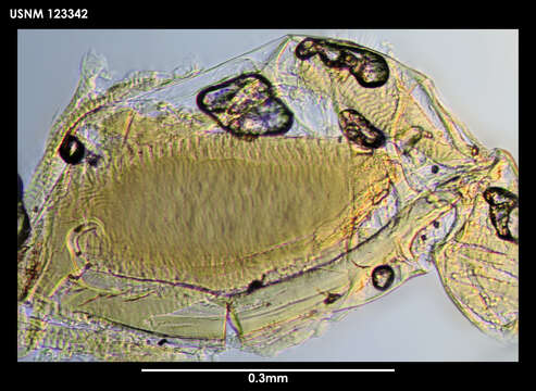 Image de Spinacopia Kornicker 1969