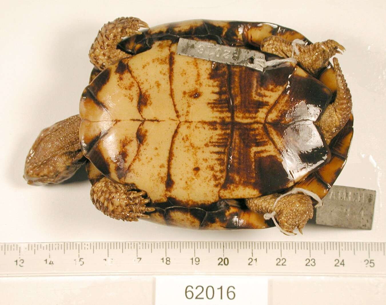 Image of Bog Turtle