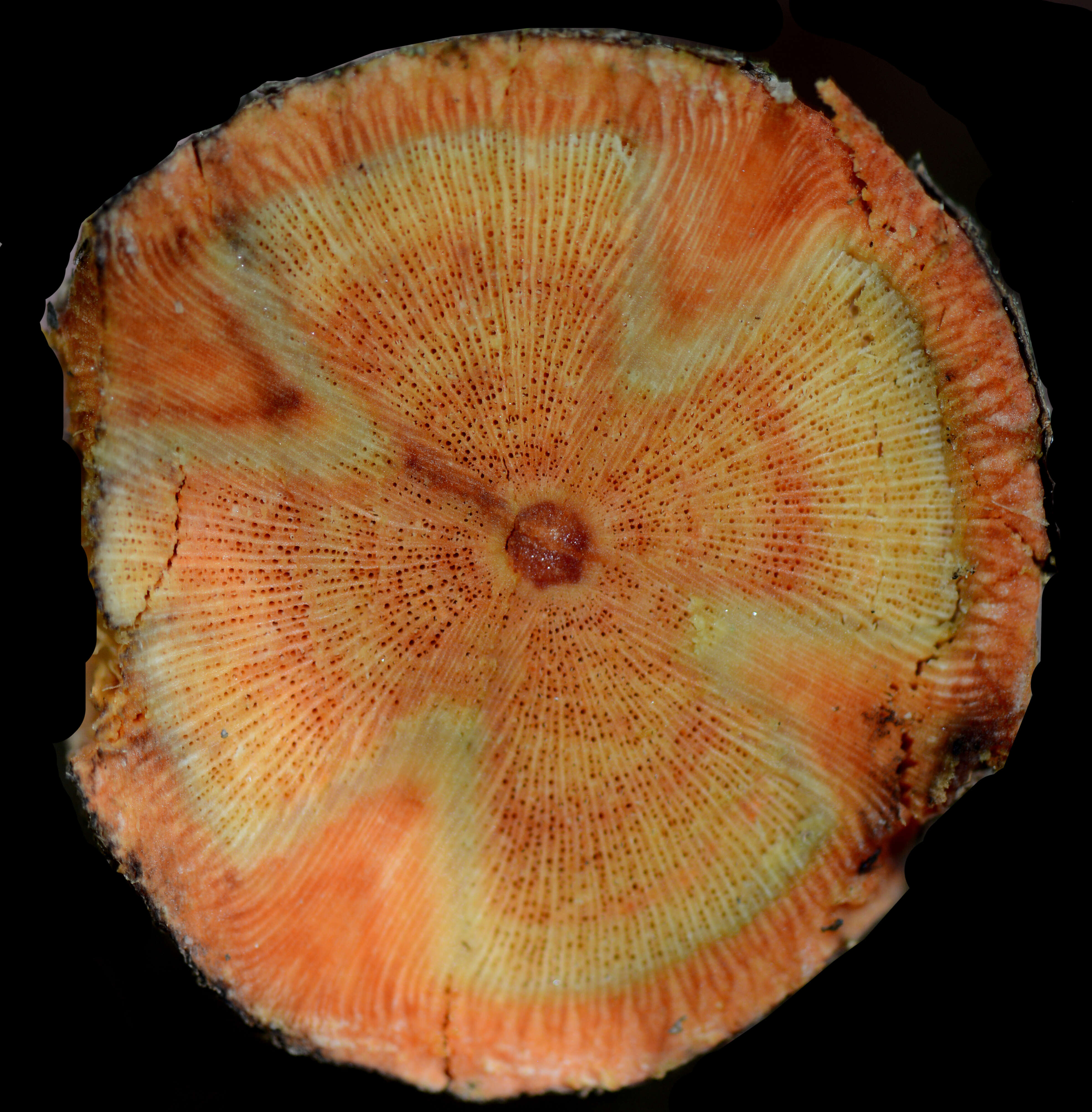 Image of Adenocalymma validum (K. Schum.) L. G. Lohmann