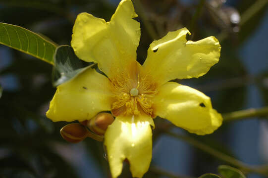 Imagem de Cochlospermum orinocense (Kunth) Steud.