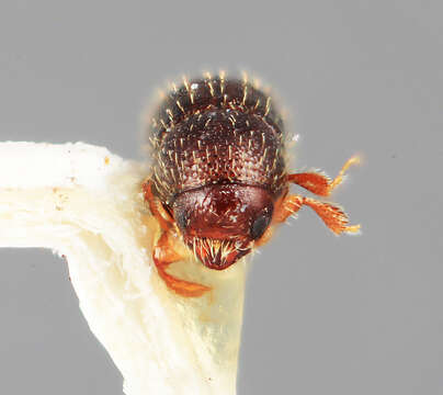Image of Dendrocranulus vinealis Wood 1974