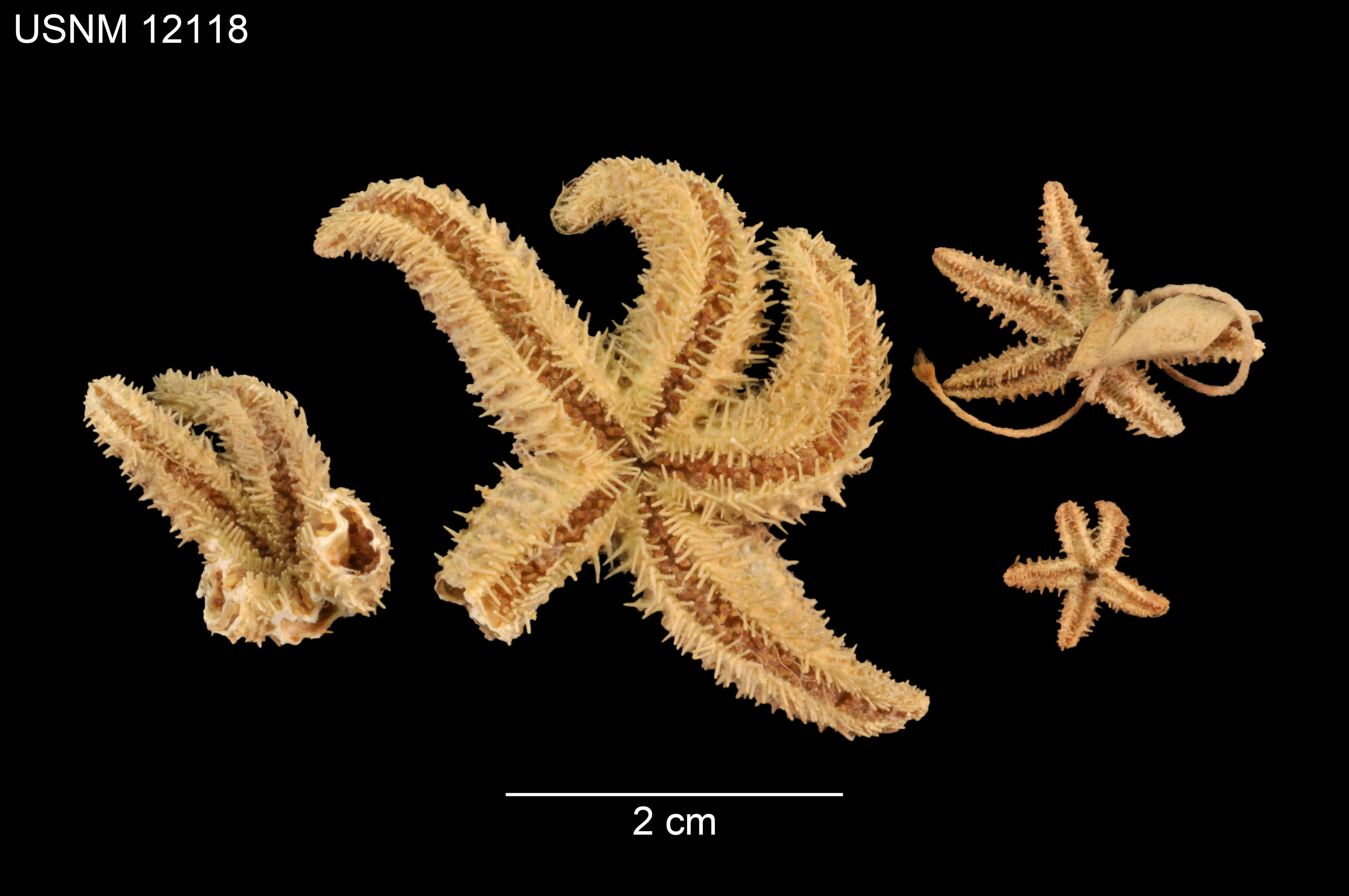 Leptasterias hispidella Verrill 1895 resmi